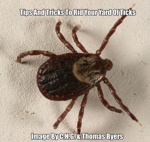 Ticks in yard how to remove, how to control pests in vegetable garden